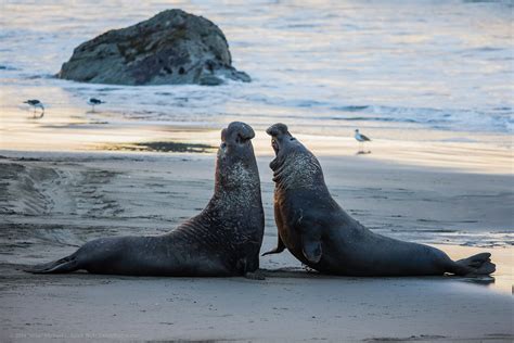 Northern Elephant Seal Rookery - Visit Cambria | CA