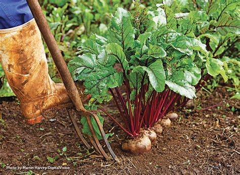 Growing Root Vegetables | Garden Gate