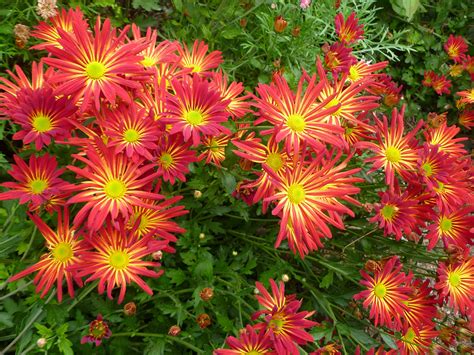 Chrysanthemum Firecracker | Types of flowers, Plants, Garden