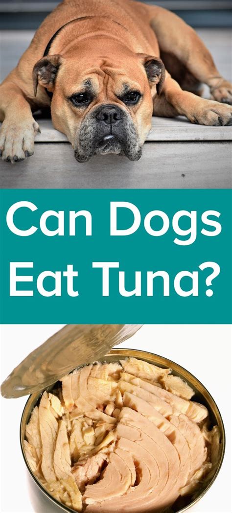 Is Tuna Good for Dogs – How to Feed Tuna to Your Puppies - Fashionable ...