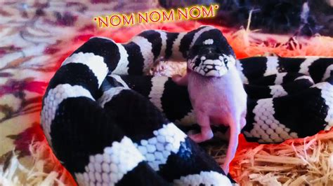 California Kingsnake Feeding Video - YouTube