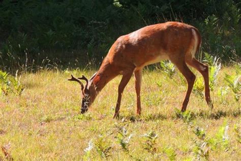 Images of Ossipee | Ossipee NH