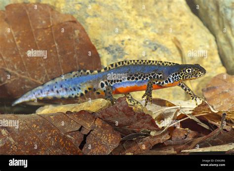 Alpine Newt (Mesotriton alpestris) adult male, in breeding colour, on ...