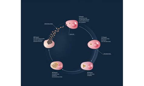 Scientists discover how proteins of human immune system can help fight ...