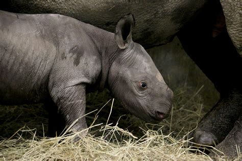 Rare Black Baby Rhino Born in Iowa Zoo - ABC News