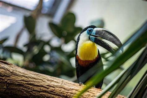 Channel-Billed Toucan | Ramphastos Vitellinus - Interesting and Fun Facts: