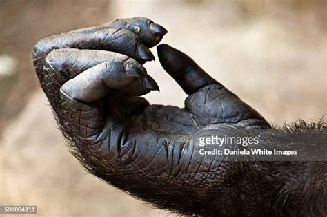 381 Finger Monkey Stock Photos, High-Res Pictures, and Images - Getty Images