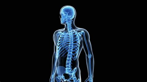 Animation Showing The Human Skeletal System Stock Footage Video 5040023 ...