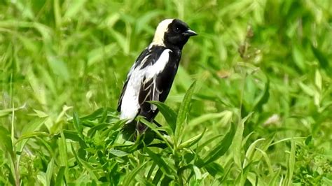 Male Bobolink calls near the nest. by WillCFish Tips and Tricks. - YouTube