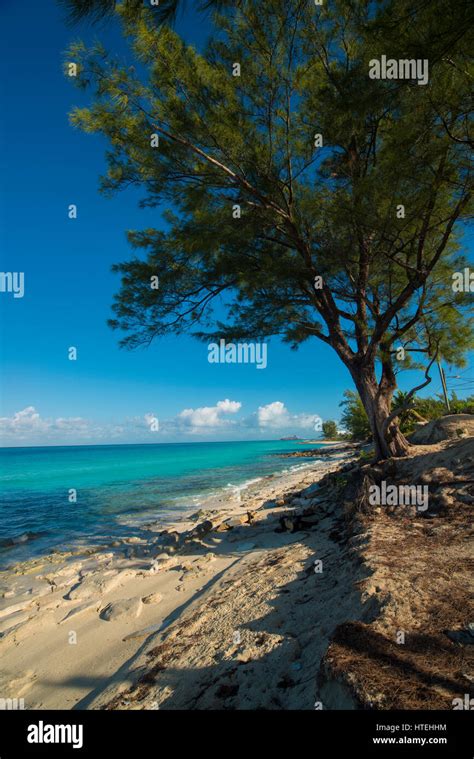 Bimini Bahamas beaches with trees Stock Photo - Alamy