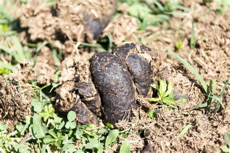 Horse dung stock photo. Image of horse, manure, ground - 100411716