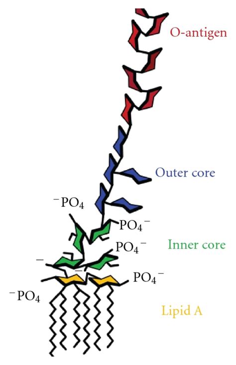 Structure of bacterial lipopolysaccharides (Source:... | Download ...