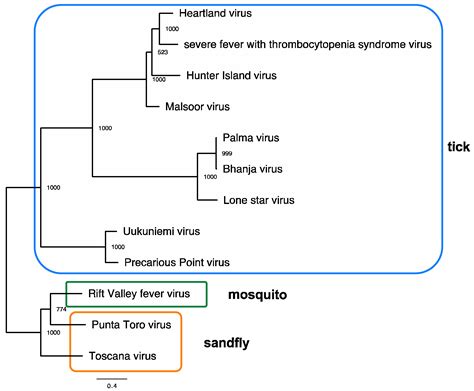 Viruses | Free Full-Text | Heartland Virus Epidemiology, Vector Association, and Disease Potential