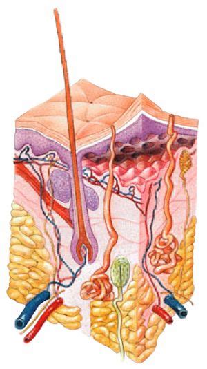 Integumentary System - Physiopedia