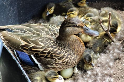 Mai Thai Wanderings: Mallard duck eggs hatching