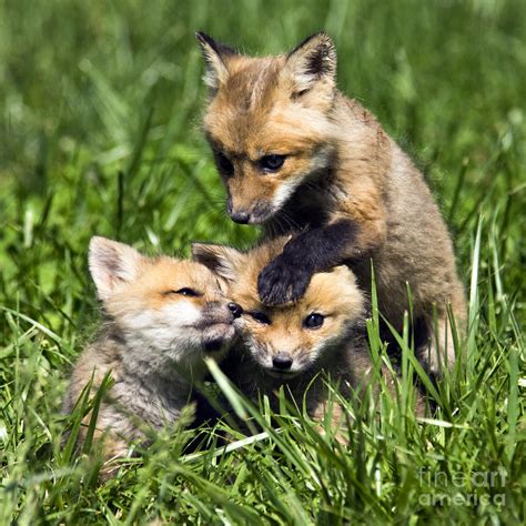 Red Fox Babies - D006647 Photograph by Daniel Dempster - Pixels