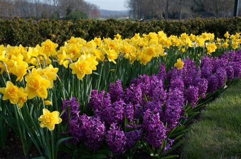 Hyacinth Purple Sensation Bulbs | Wholesale Prices | Colorblends®