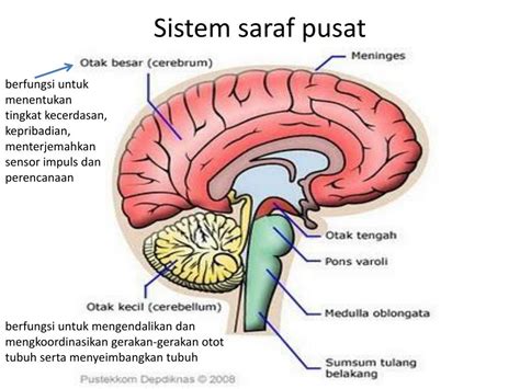 Macam Macam Sistem Saraf Pusat Beserta Fungsinya Dendritic Spines ...