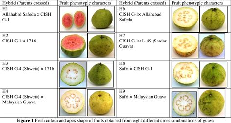 [PDF] Characterization of F1 Hybrids of Guava (Psidium Guajava L.) on ...