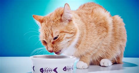 How to take care of a cat when she vomits - Sepicat