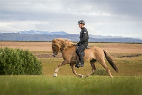 Icelandic Horse in Trot | Horses, Icelandic horse, Horse breeds