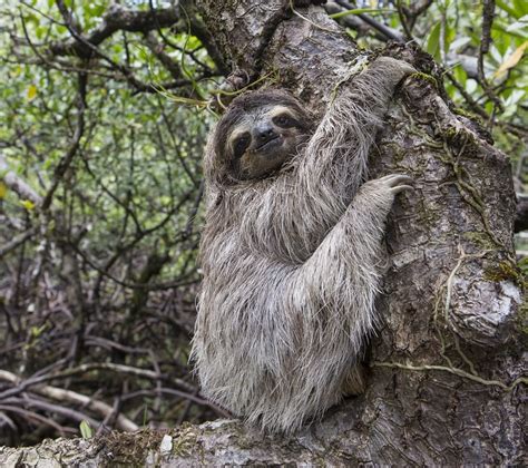 The Pygmy Sloth - The Sloth Conservation Foundation