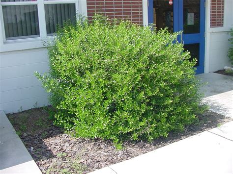 Types Of Bushes Care | Landscape Designs For Your Home | Pool ...