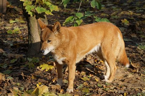 Free photo: Dingo, Dog, Fur, Australia, Tail - Free Image on Pixabay ...