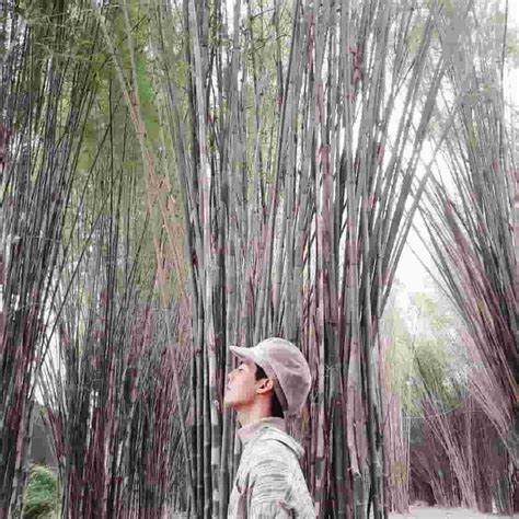 Hutan Bambu Surabaya, Spot Instagramable Unik Seperti di Jepang