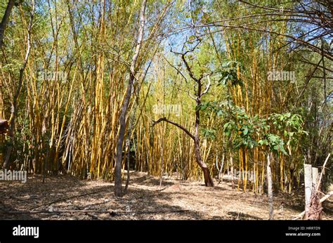 Bamboo forest at Cauvery Nisargadhama, Kushalnagar, Karnataka Stock Photo - Alamy