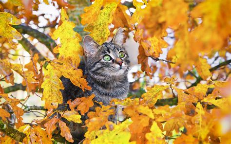 Fall Cats Wallpapers - Wallpaper Cave