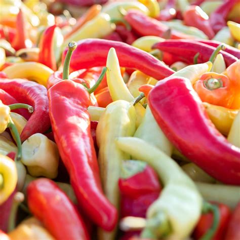 Strub's - Hot pepper harvesting season is upon us. Tell... | Facebook