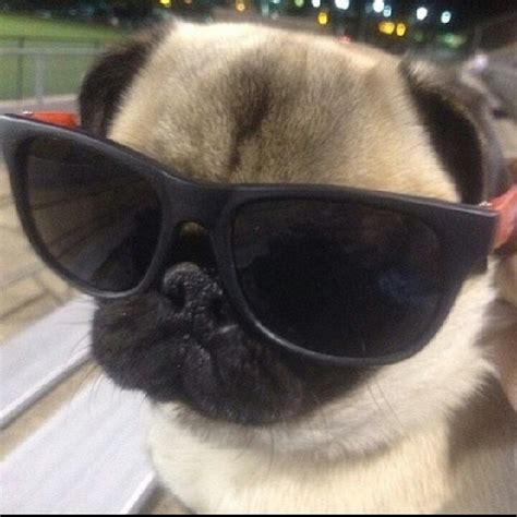 This Adorable Pug Wears His Sunglasses at Night - Ruffington Post