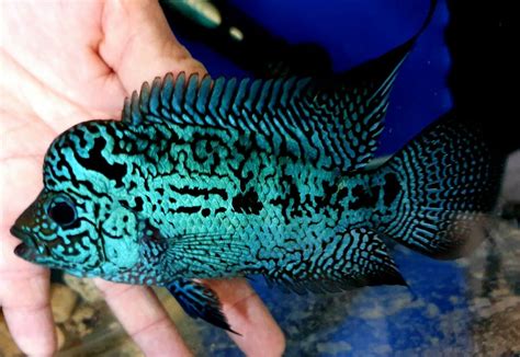 FLOWERHORN KING KAMFA MALE SUPER PEARL VIP SHOW GRADE | Parrot fish ...