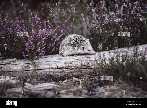 African Pygmy Hedgehog Stock Photo - Alamy