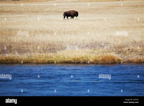 Bison in Yellowstone Stock Photo - Alamy