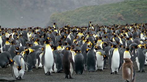 King Penguins, Gold Harbour, South Georgia - YouTube