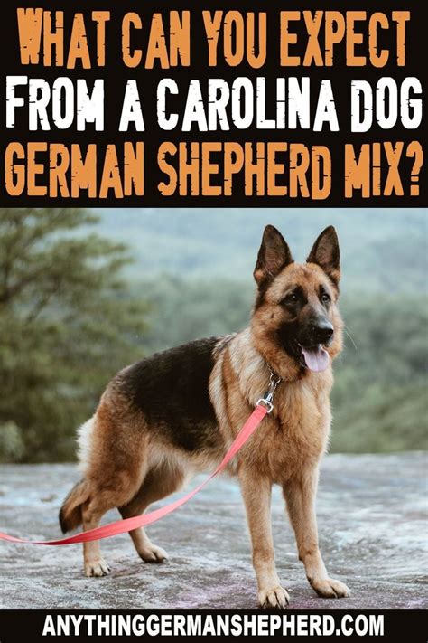 a german shepherd dog standing on top of a dirt field with the words what can you expect from a ...