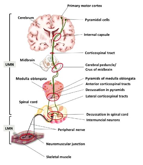 Upper Motor Neuron Pathway