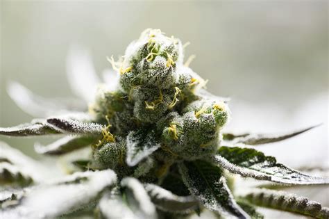 G-13 Cannabis Strain Review 2020 | The Cannigma