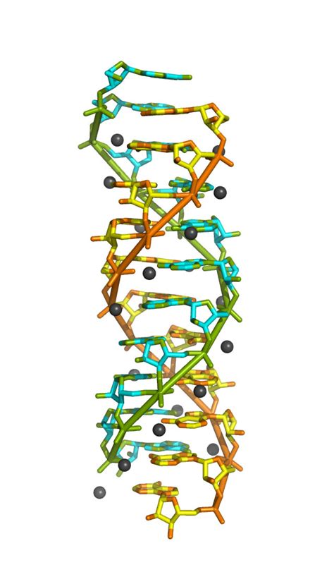 RNA double helix structure identified using synchrotron light