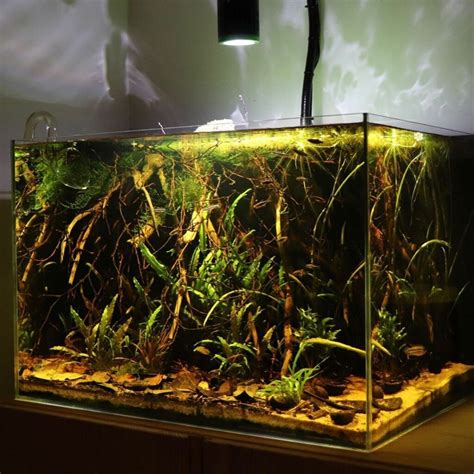 Blackwater Aquariums: Everything You Need to Know - The Aqua Advisor