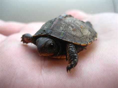 The Not So Boring Life Of Baby Turtles (15 pics) - Izismile.com