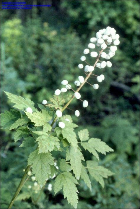 PlantFiles Pictures: Actaea Species, Baneberry, Red Baneberry, Snakeberry (Actaea rubra) by kennedyh