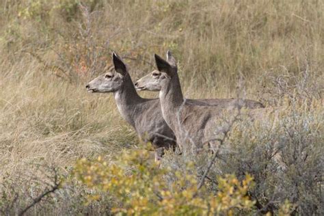 The Best Guide For North Dakota Hunting Seasons, 2018 - 2019