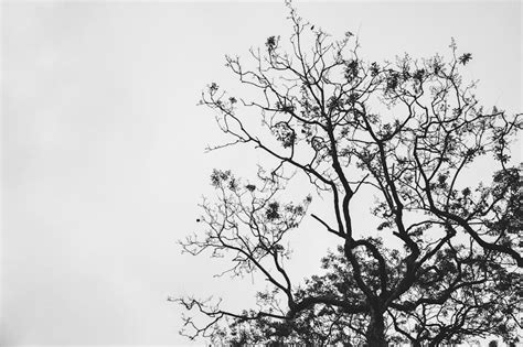 Black Leafless Tree · Free Stock Photo