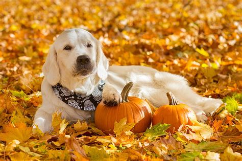 Free download | HD wallpaper: Dogs, Golden Retriever, Fall, Pet ...