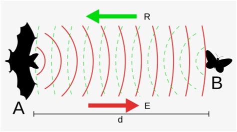 Echolocation In Bats, HD Png Download - kindpng