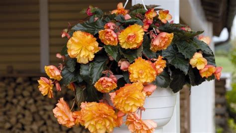 Begonias Tuberous Illumination Golden Picotee F1