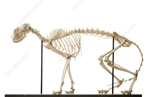 Cat skeleton - Stock Image - Z934/0561 - Science Photo Library